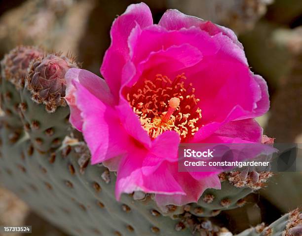 Beavertail Cactus Di Pera Pungente - Fotografie stock e altre immagini di Pianta di fico d'India - Pianta di fico d'India, Frutto di fico d'India, Arizona