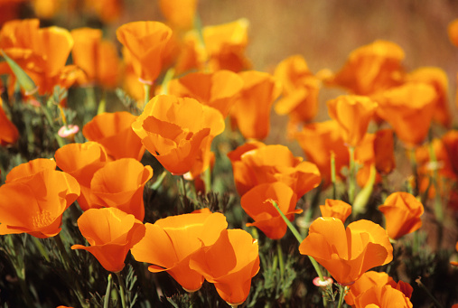 Vertical image of orange poppies during the Southern California Superbloom.