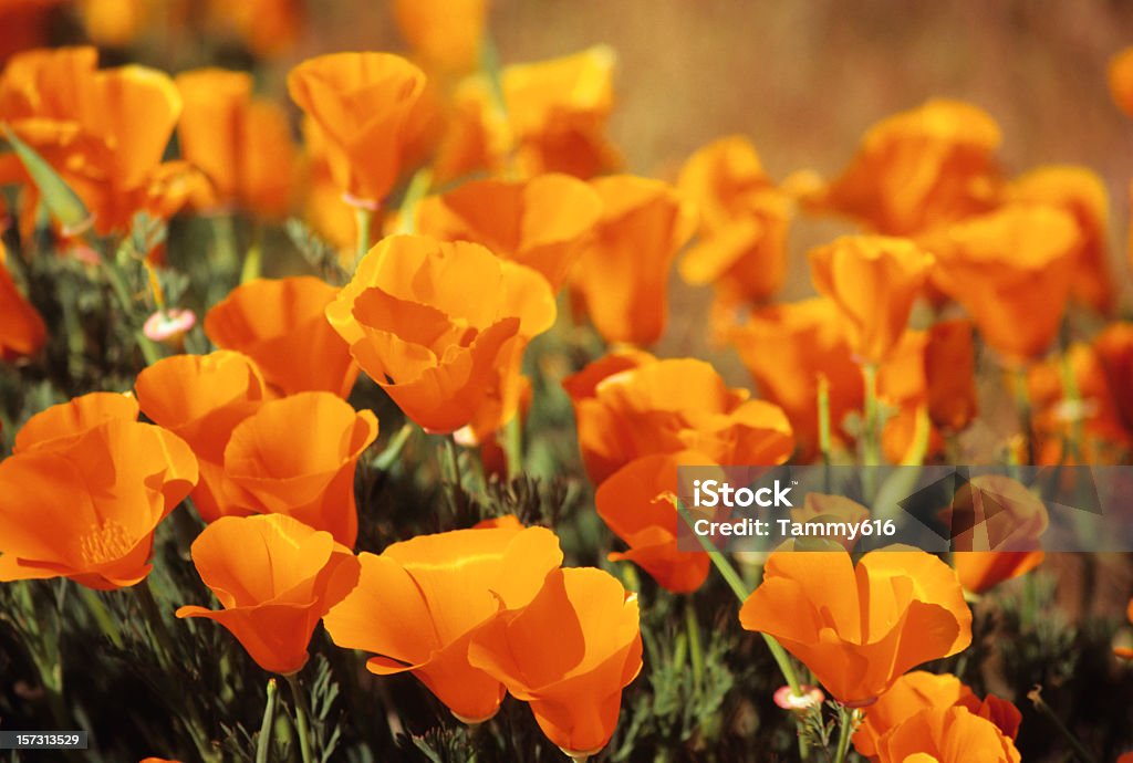 Wild Poppies  Beauty In Nature Stock Photo