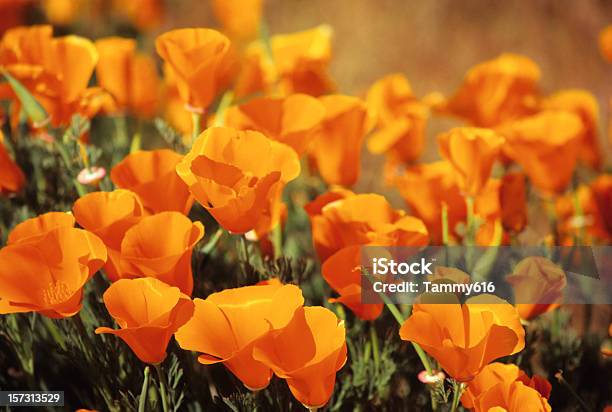 Wild Poppies Stock Photo - Download Image Now - Beauty In Nature, Brightly Lit, California