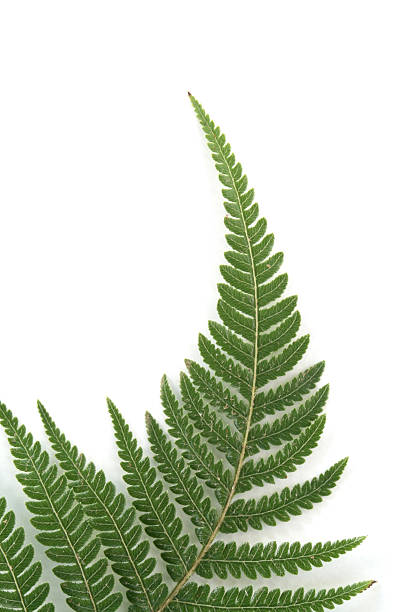 Fern frond against a white background stock photo