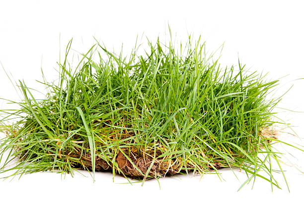 turf on white stock photo