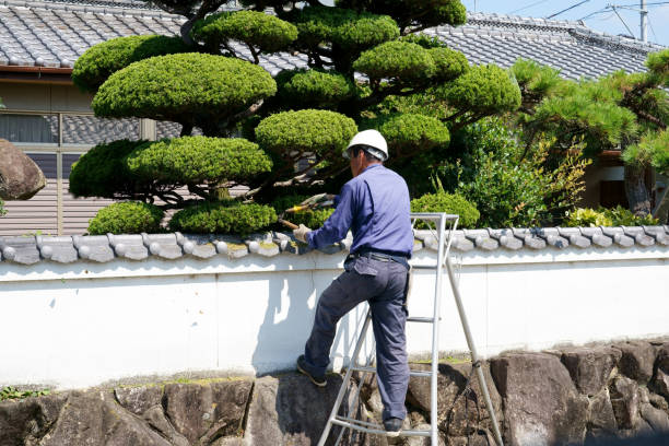 Japanese professional gardener pruning a garden tree with stepladder stock photo