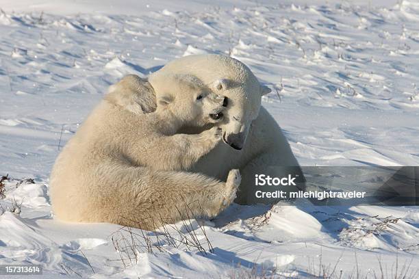 いる北極グマのアジアパンダヌスの雪遊びに Hudson 湾の近く - ホッキョクグマのストックフォトや画像を多数ご用意 - ホッキョクグマ, カナダ, カラー画像