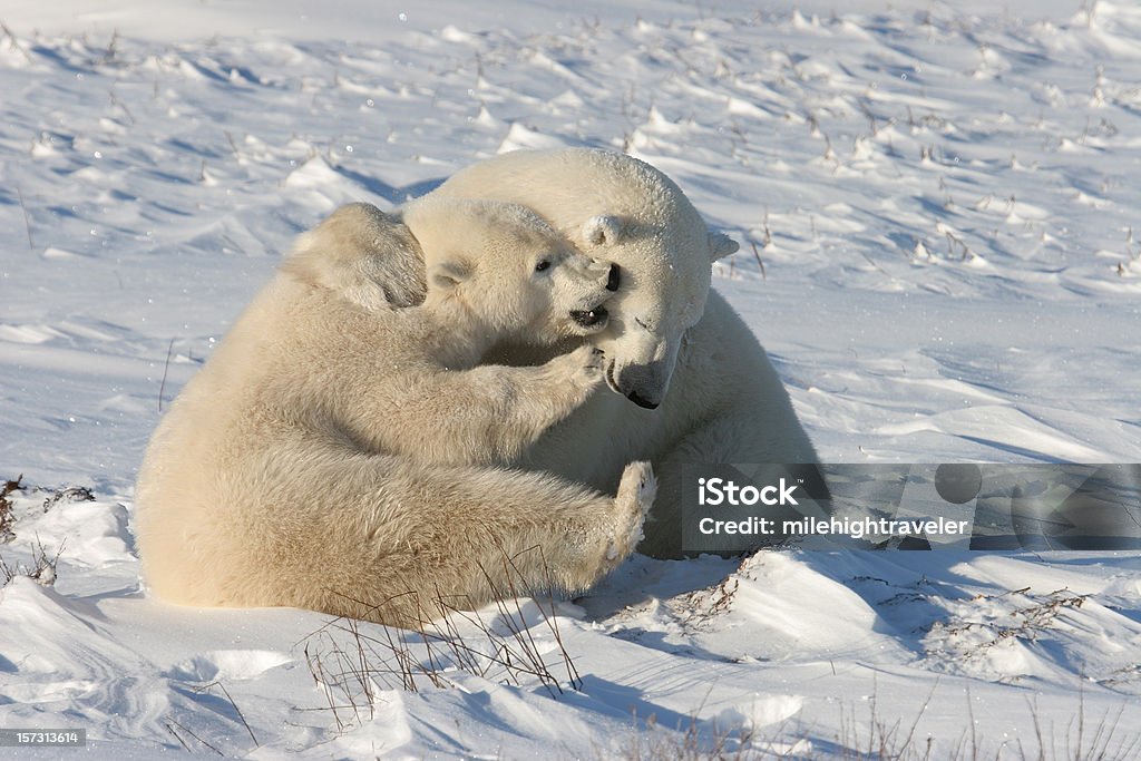 Os ursos polares jogar Luta na neve junto à Baía de Hudson - Royalty-free Urso polar Foto de stock