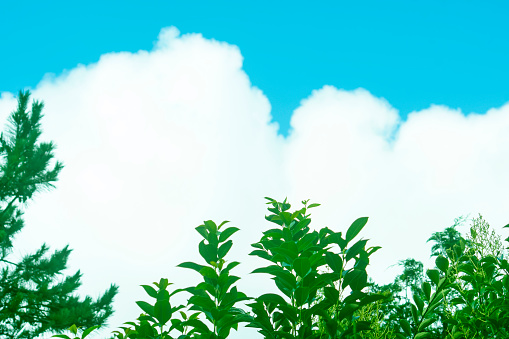 the blue sky, clouds, and green trees.