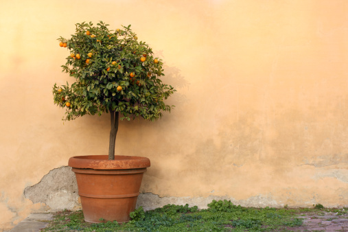 Potted orange tree in Rome, Italy