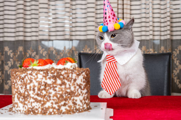 istock cute british shorthair cat celebrating her birthday horizontal composition 1573136364