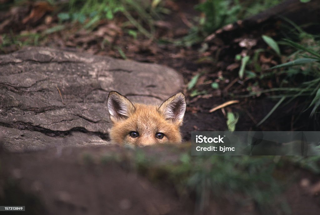 Red fox peeking over rock in the forest Curious Red Fox Kit in Ontario Fox Stock Photo