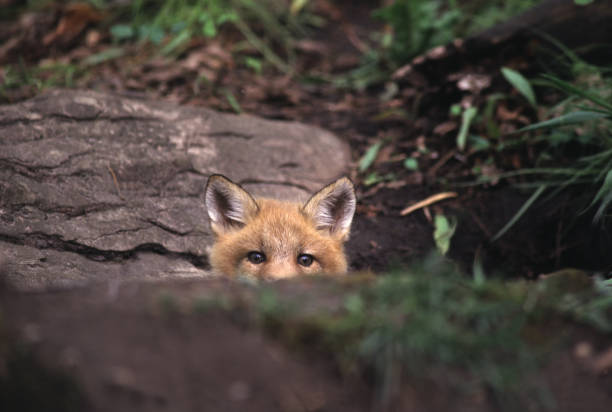 Red fox peeking over rock in the forest stock photo