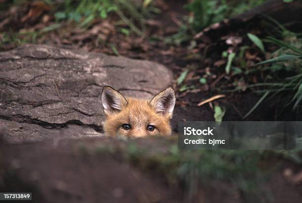 Red Fox Peeking Over Rock In The Forest Stock Photo - Download Image Now - Fox, Fox Pup, Animal