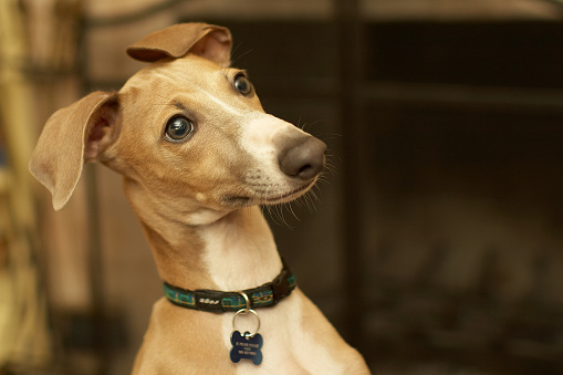 Italian Greyhound, staring at something in the background