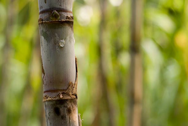 Sugar Cane Close-Up Detail of a sugar cane plant's stalk, with more of the plantation out of focus in the background. ethanol photos stock pictures, royalty-free photos & images