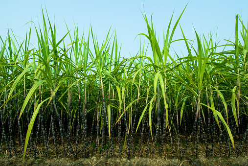 A row of sugar cane in Guangxi Province in Southern China