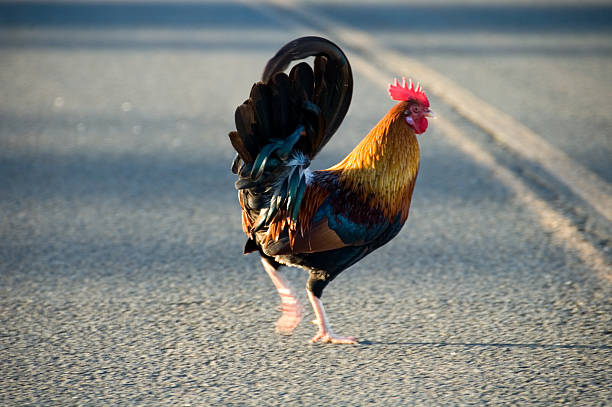 istock Chicken crossing the road 157313988