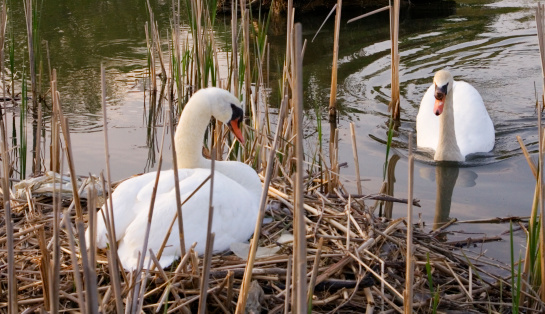 A portrait of a nesting swan in Downtown Orlando's Lake Eola Park