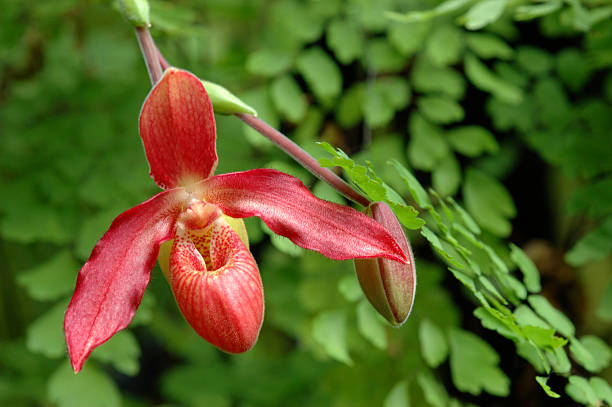 rosso lady-pantofola orchid - ladyslipper foto e immagini stock