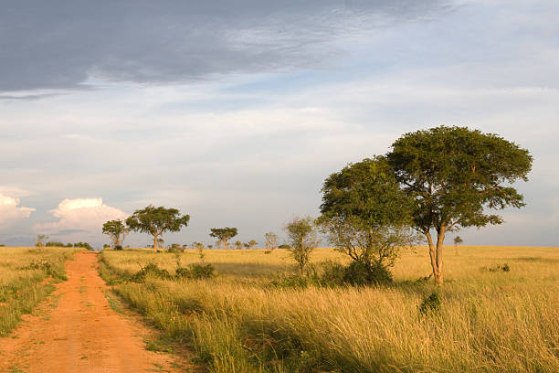 African Landscape in Uganda stock photo