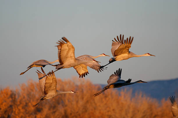 Sandhill cranes flying in the glow of the sunset.