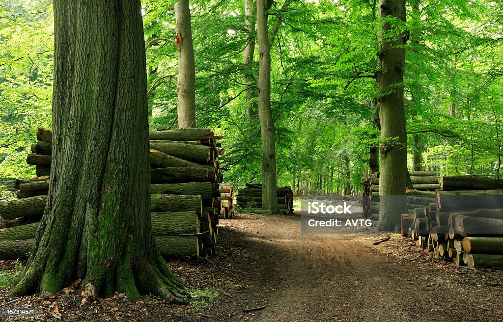 Mucchi di legno nella foresta strada - Foto stock royalty-free di Albero