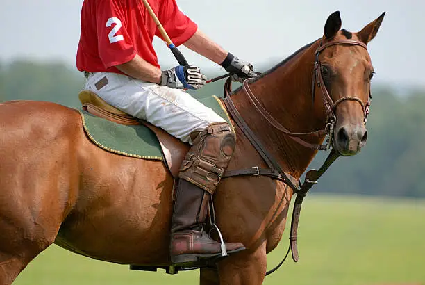 Horse in polo game