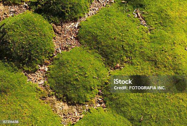 Moss のディテール - ミズゴケのストックフォトや画像を多数ご用意 - ミズゴケ, ミズゴケ, ウマスギゴケ