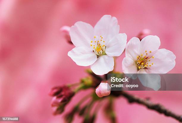 Fiori Di Ciliegio - Fotografie stock e altre immagini di Ambientazione esterna - Ambientazione esterna, Bellezza naturale, Bianco