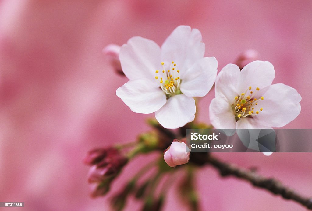 벚꽃 - 로열티 프리 0명 스톡 사진
