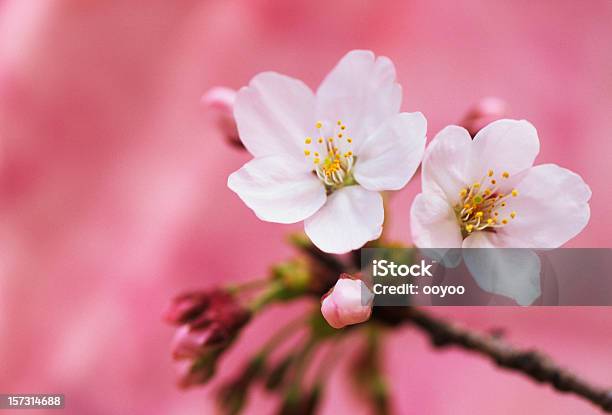 Cherry Blossoms — стоковые фотографии и другие картинки Без людей - Без людей, Белый, Весна