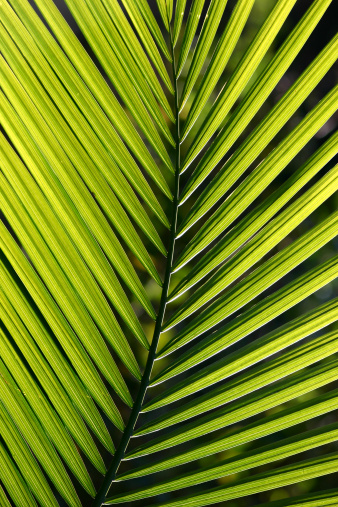 Leaves of the jussara palm tree, from the Atlantic Forest