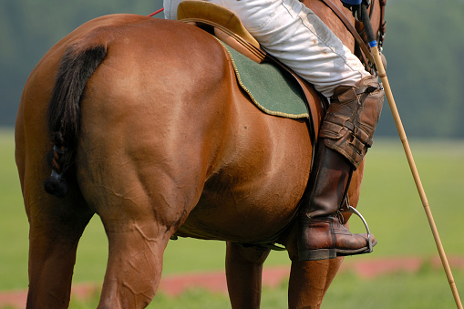 Polo Player on horse