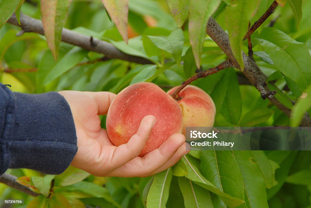 Peaches - Lizenzfrei Pfirsichbaum Stock-Foto