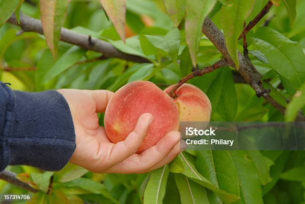 Duraznos Foto de stock y más banco de imágenes de Melocotonero - Melocotonero, Niño, Fruta