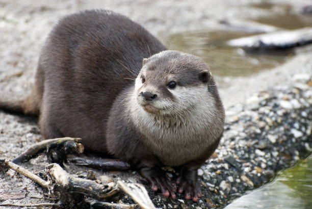 istock An otter laying down by the water 157314771
