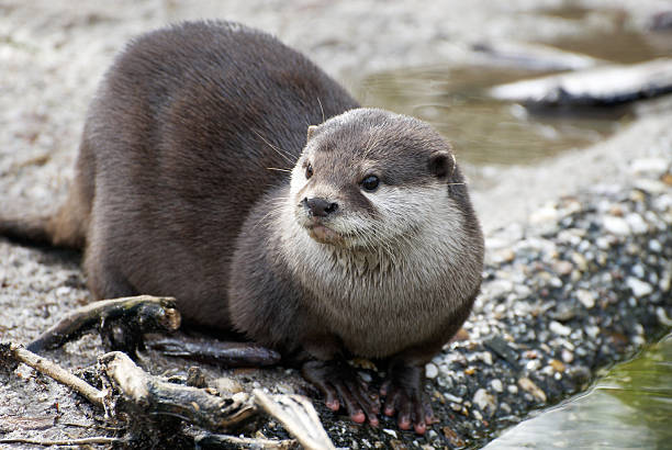 An otter laying down by the water stock photo