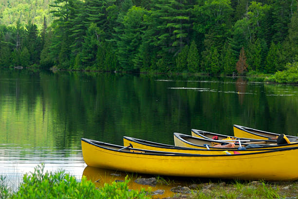 Yellow Canoes stock photo
