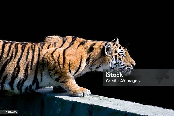 Tygrys Syberyjski Tygrys - zdjęcia stockowe i więcej obrazów Tygrys - Tygrys, Kucać - Pozycja fizyczna, Polujące zwierzęta