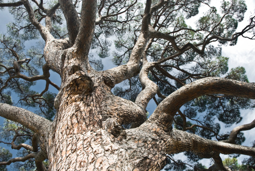 Very old, huge mediterranean pine tree. View from directly below.