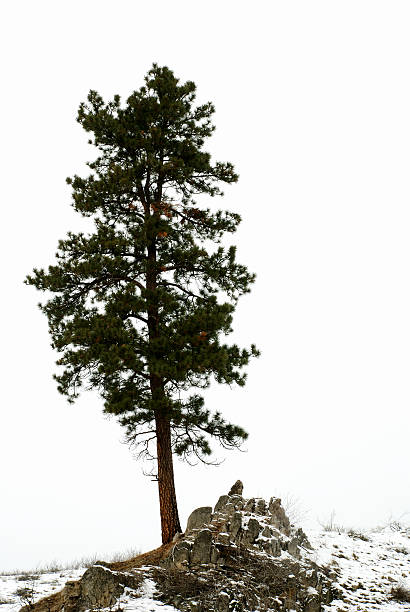 A lone pine tree on the top of a snowy hill in winter stock photo