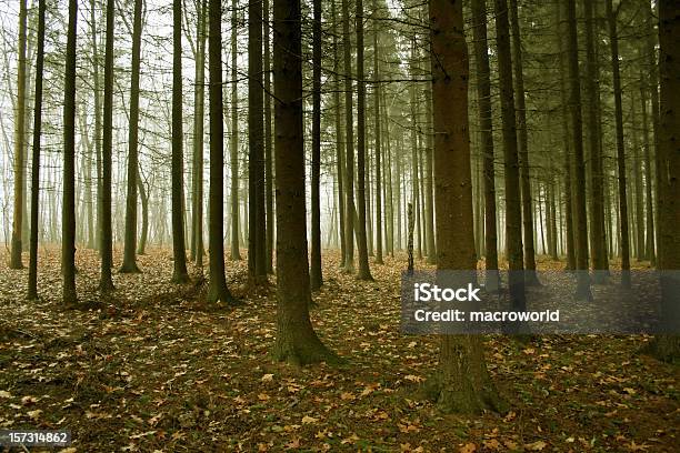 Misty Forest - Fotografias de stock e mais imagens de Escuro - Escuro, Mata, Admirar a Vista