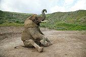 Elephant sitting