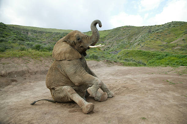 elefante sentado - elephant head imagens e fotografias de stock