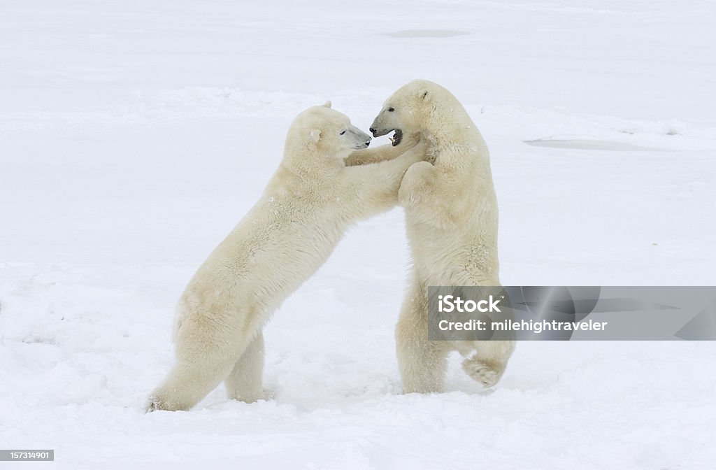 Osos polares Palo y jugar lucha en el Ártico nieve - Foto de stock de Aire libre libre de derechos