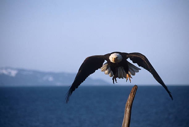 Bald Eagle in Flight stock photo