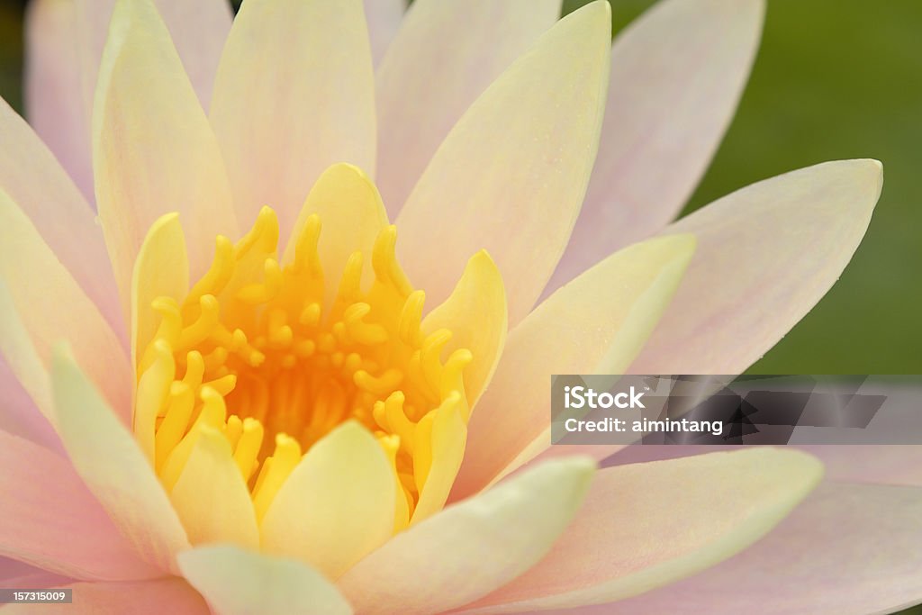 Różowy Yellow Water Lily - Zbiór zdjęć royalty-free (Botanika)