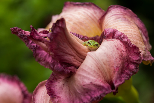 A tiny Pacific chorus frog rests within the petals of a beautiful purple daylily (Hemerocallis) in summer