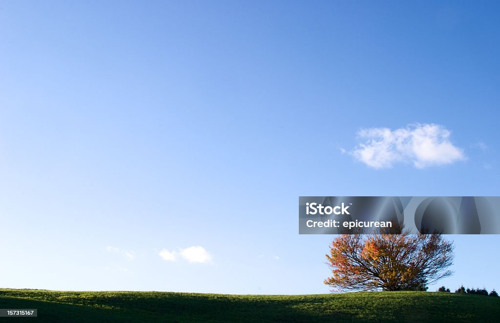 Samotny Drzewo w jesiennym - Zbiór zdjęć royalty-free (Jesień)
