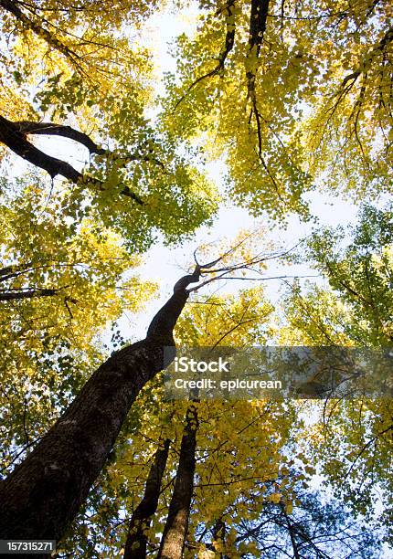 Tra Gli Alberi - Fotografie stock e altre immagini di Albero - Albero, Ambientazione esterna, Ambientazione tranquilla