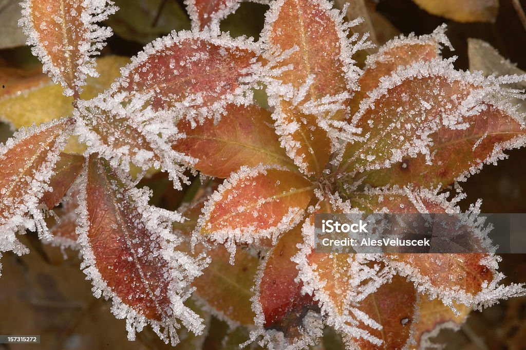 hoarfrost - Foto stock royalty-free di Arancione