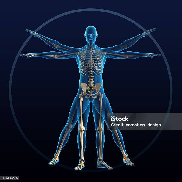 ヴィトルヴィウス的人間 - 人体のストックフォトや画像を多数ご用意 - 人体, 生理学, 人体構造